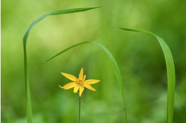 The Spiritual Path of Purpose: A Journal for Purposeful Living